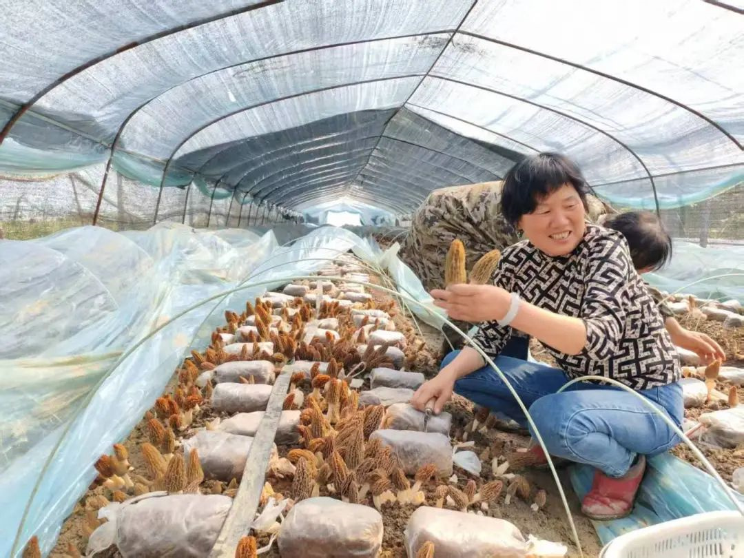 羊肚菌采摘