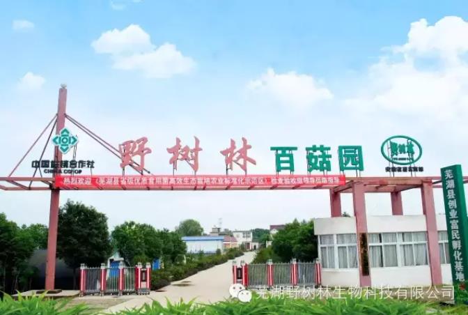 原来蘑菇是从这里长出来的