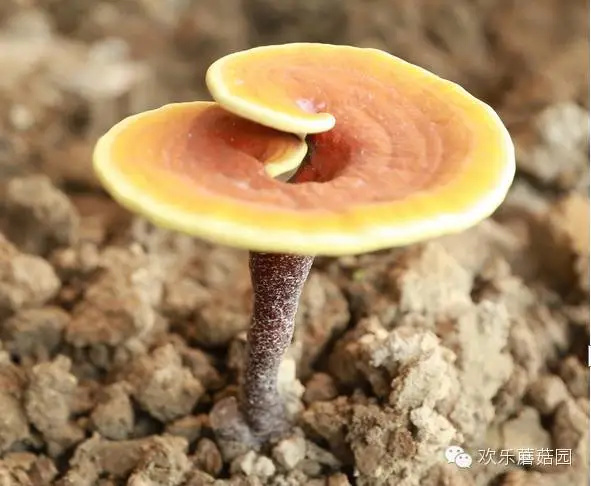 【灵芝小讲堂—第一讲】我对灵芝一见钟情！！！
