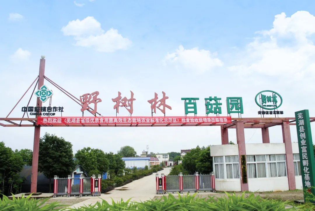 野树林扶贫攻坚，发展食用菌产业，精准到户引领脱贫致富