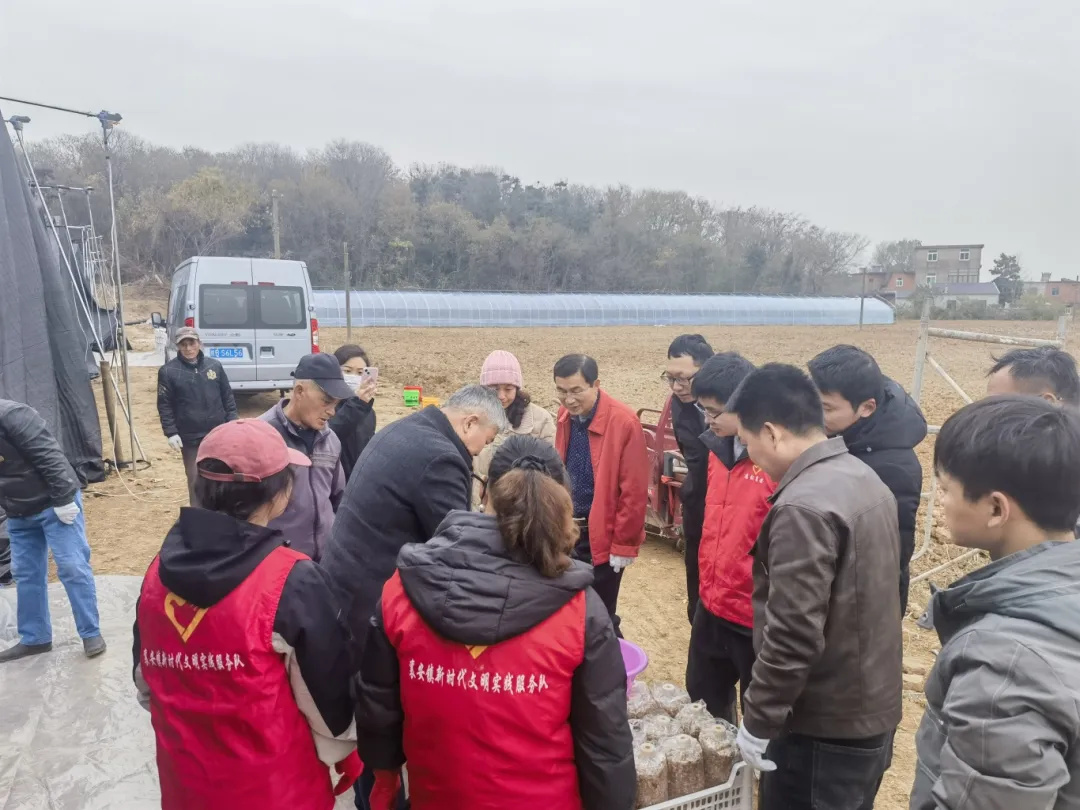 野树林携手两镇：无为市襄安与赫店，共绘乡村振兴蓝图