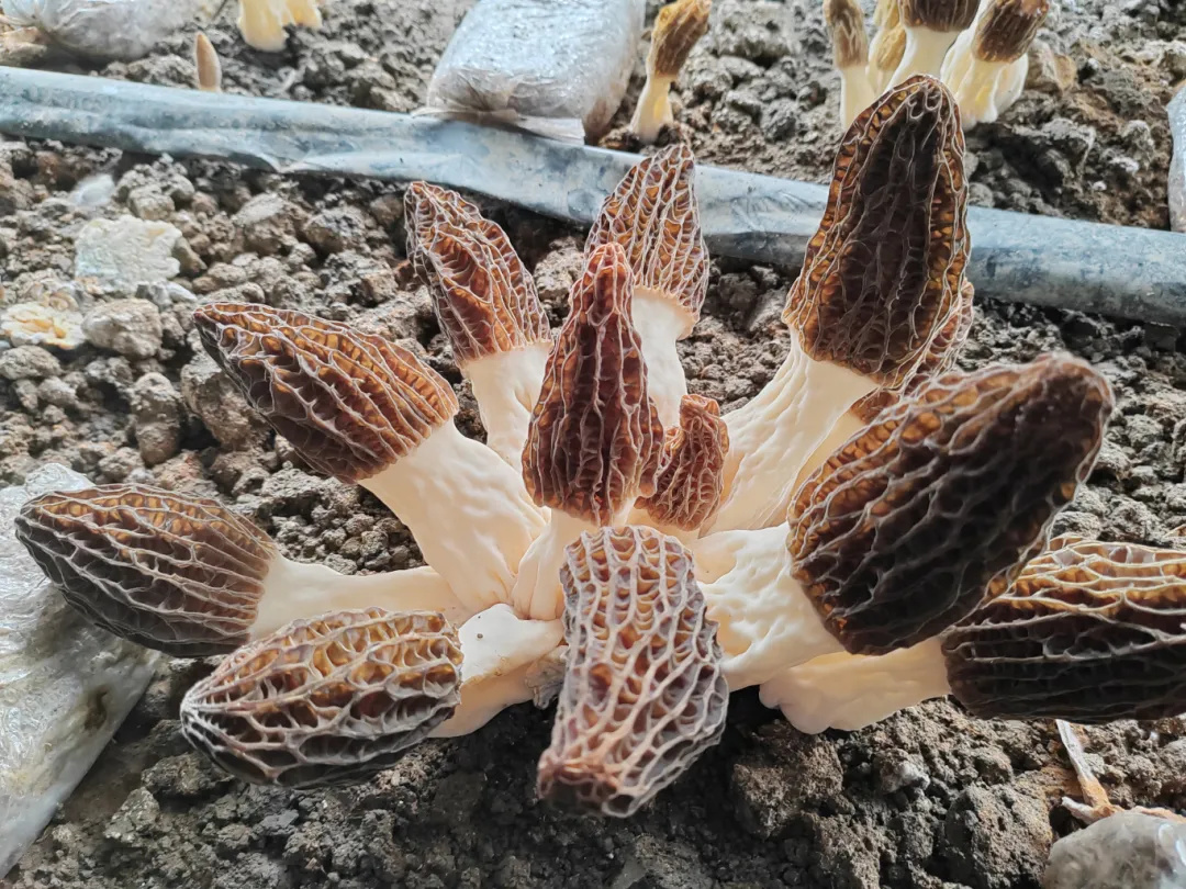 科技破茧！野树林自主研发“皖野1号”羊肚菌丰收，邀您共赴“采鲜”之约